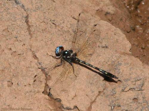 Réf. 50 561 : Macrothemis imitans