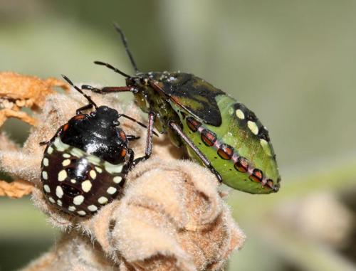 Nezara viridula