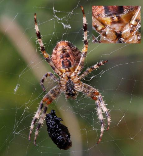 Araneus diadematus