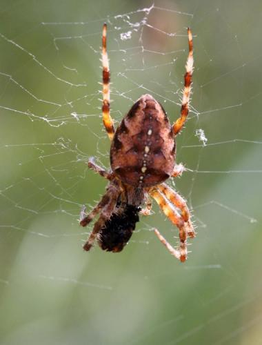 Araneus diadematus