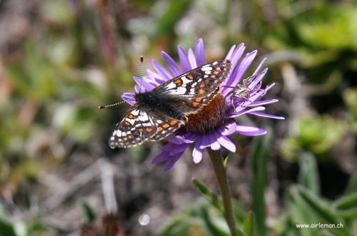 Euphydryas cynthia