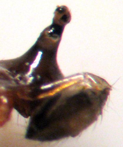 Walckenaeria acuminata