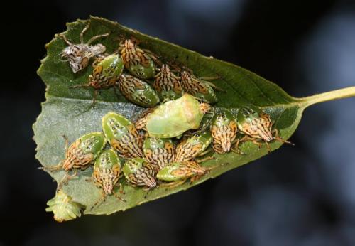Elasmucha grisea grisea