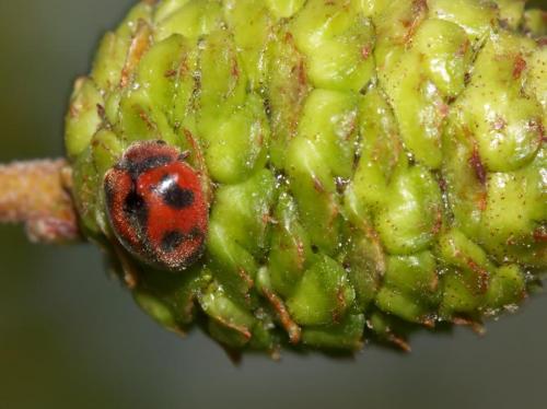 Novius cardinalis