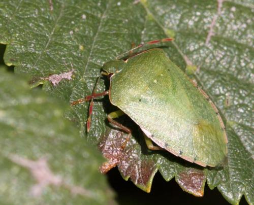 Réf. 50 713 : Nezara viridula