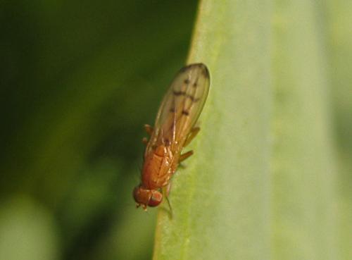Opomyza florum