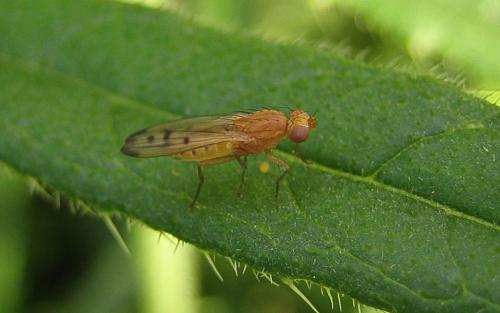 Opomyza florum