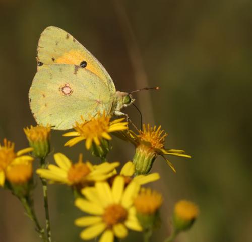 Colias croceus
