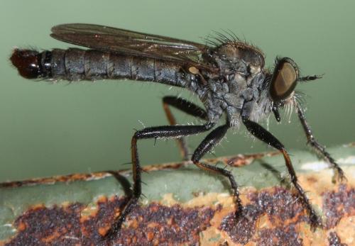 Réf. 50 392 : Cerdistus erythrurus