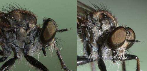Réf. 50 393 : Cerdistus erythrurus