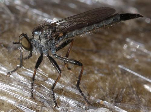 Réf. 50 394 : Cerdistus erythrurus