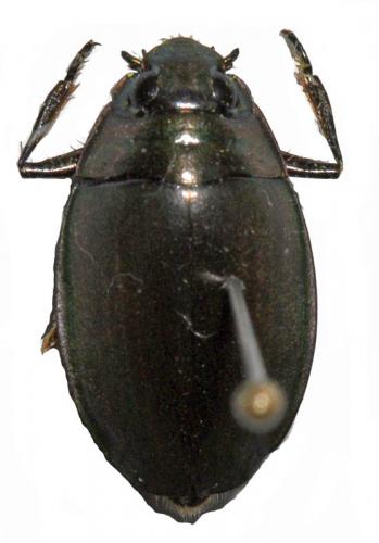 Dineutes sp.