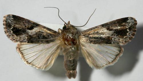Réf. 50 246 : Spodoptera mauritia