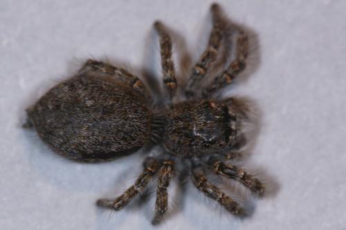Philaeus chrysops