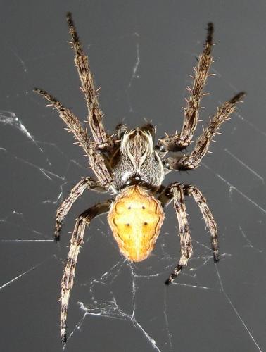 Réf. 50 642 : Larinioides sclopetarius