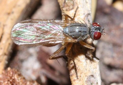 Coenosia sp.