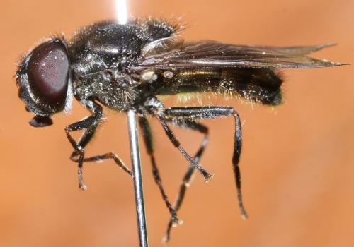 Cheilosia gigantea