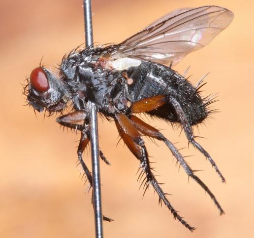 Réf. 50 130 : Linnaemya lithosiophaga