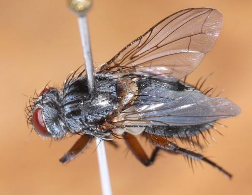 Réf. 50 129 : Linnaemya lithosiophaga