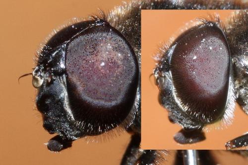 Cheilosia gigantea