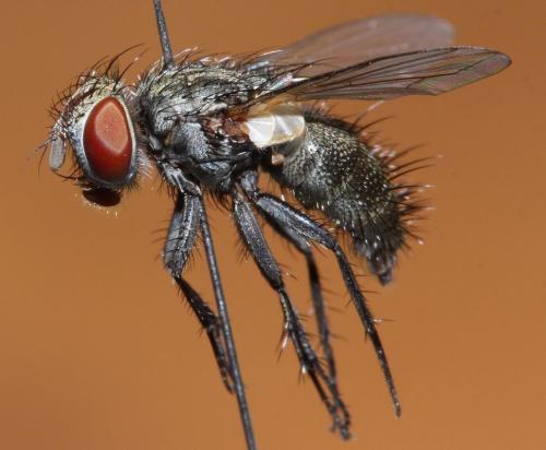 Buquetia musca