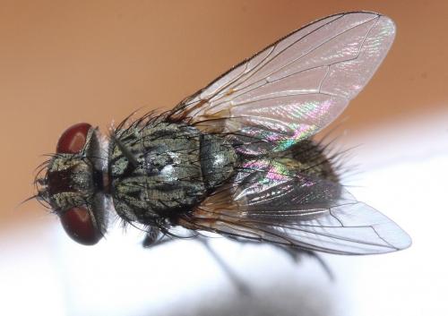 Buquetia musca