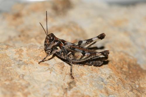 Dociostaurus genei genei