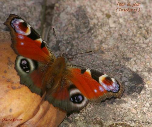 Réf. 50 722 : Aglais io