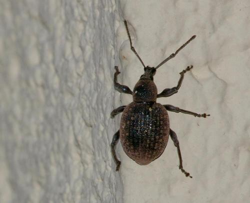 Réf. 50 555 : Otiorhynchus pseudonothus