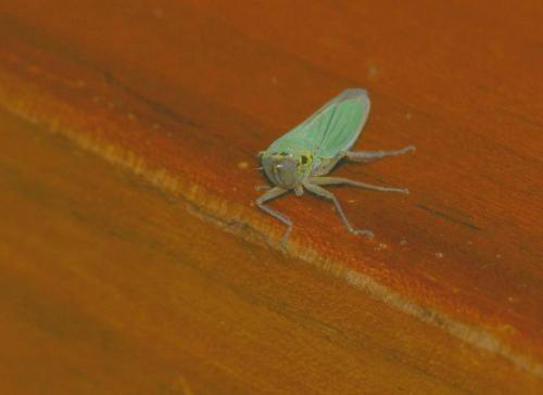Cicadella viridis