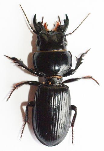 Scarites sp.