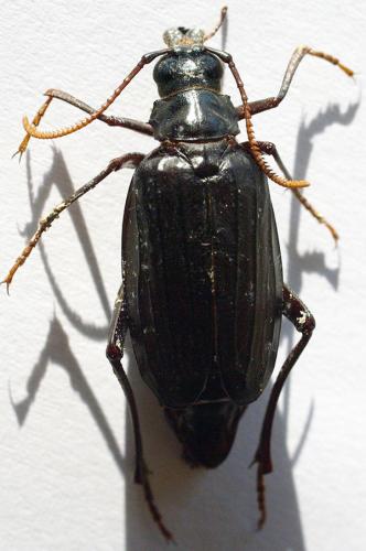 Polyarthron pectinicorne