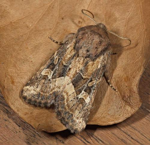 Réf. 50 070 : Luperina dumerilii