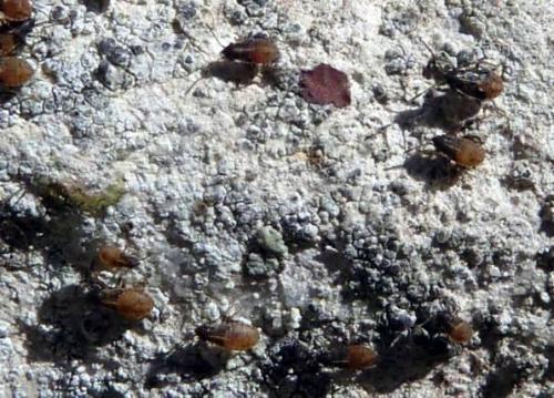 Kleidocerys sp.