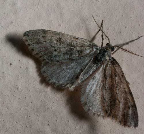 Tephronia sepiaria