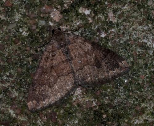 Réf. 50 717 : Larentia malvata