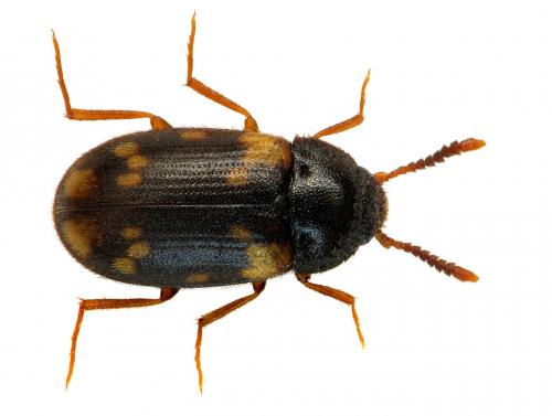 Mycetophagus decempunctatus