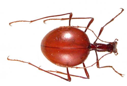 Réf. 50 852 : Leptodirus hochenwarti