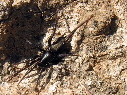 Réf. 50 944 : Zelotinae inconnu