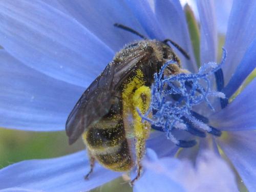 Lasioglossum sp.