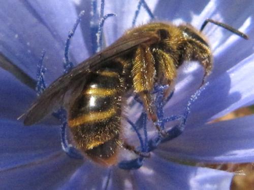 Lasioglossum sp.