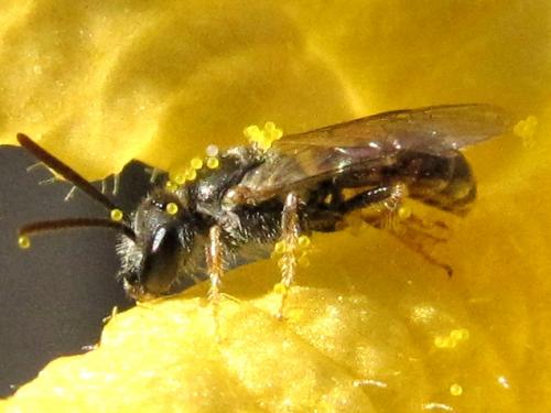 Réf. 50 269 : Lasioglossum sp.