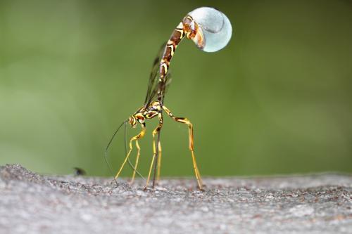 Megarhyssa macrura