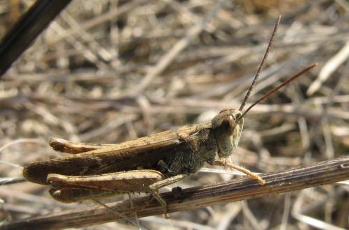 Chorthippus sp.