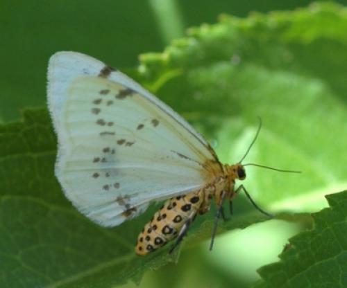 Abraxas pantaria