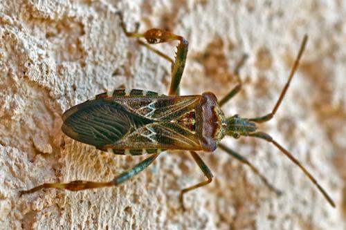 Réf. 50 479 : Leptoglossus occidentalis