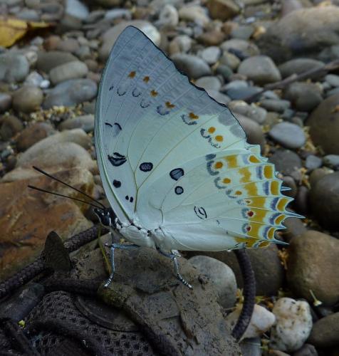 Polyura delphis