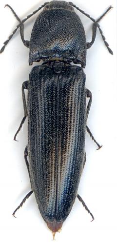 Melanotus punctolineatus