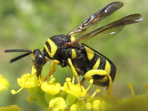 Leucospis dorsigera