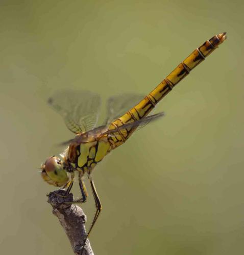 Réf. 50 019 : Sympetrum striolatum